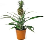Aktuelle Ananas Angebote bei Netto mit dem Scottie in Dresden Aktuelles Ananaspflanze Angebot bei Netto mit dem Scottie in Dresden ab 5,99 €