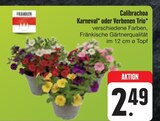 Aktuelle Farbe Angebote bei E center in Chemnitz Aktuelles Calibrachoa Karneval oder Verbenen Trio Angebot bei E center in Chemnitz ab 2,49 €