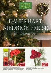 Aktueller Pflanzen Kölle Garten & Pflanzen Prospekt in Wentorf und Umgebung, "DAUERHAFT NIEDRIGE PREISE IM DEZEMBER" mit 2 Seiten, 01.12.2025 - 31.12.2025