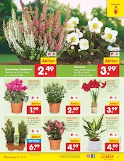 Pflanzen im Netto Marken-Discount Prospekt in Saarbrücken Aktueller Netto Marken-Discount Prospekt mit Pflanzen, "Aktuelle Angebote", Seite 7