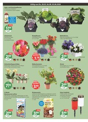 Rindenmulch im V-Markt Prospekt in München Aktueller V-Markt Prospekt mit Rindenmulch, "V-Markt einfach besser einkaufen", Seite 20