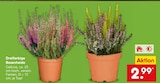 Dreifarbige Besenheide Calluna im Angebot bei Netto Marken-Discount in Ettlingen Dreifarbige Besenheide Calluna Angebote bei Netto Marken-Discount Ettlingen für 2,99 €
