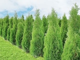 Thuja Brabant Angebote bei Thomas Philipps Chemnitz für 4,99 €