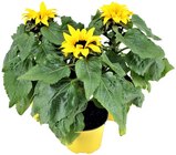 Aktuelles Sonnenblume Angebot bei REWE in Hildesheim ab 2,49 €