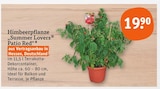 Himbeerpflanze 'Summer Lovers Patio Red' Angebot in Vellmar Himbeerpflanze 'Summer Lovers Patio Red' im aktuellen Prospekt bei tegut in Vellmar