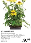 SONNENHUT Angebote bei Dehner Garten-Center Saarlouis für 9,99 €