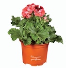 Pelargonium en promo chez Lidl Montreuil à 2,79 €