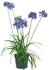 Agapanthus 'Schmucklilie' im aktuellen Netto mit dem Scottie Prospekt