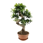 Jardiland La Londe-les-Maures - Promo Ficus Ginseng Promo Ficus Ginseng à 34,99 € dans le catalogue Jardiland à La Londe-les-Maures