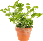 Promo Collection de Géraniums Odorants à 6,99 € dans le catalogue Botanic à Épinal
