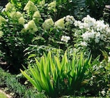 Pflanzen-Sortiment Angebote bei Wreesmann Bautzen für 3,49 €