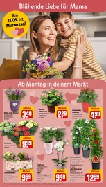 Ähnliche Obstbaum Angebote im Prospekt "Dein Markt" von REWE in Böblingen Ähnliche Angebote wie Obstbaum im Prospekt "Dein Markt" auf Seite 6 von REWE in Böblingen