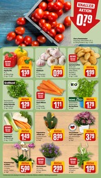 Glockenblume Angebot & Preis im aktuellen REWE Prospekt Glockenblume Angebot im aktuellen REWE Prospekt auf Seite 5