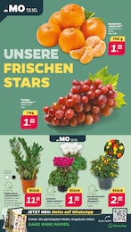 Garten im Netto mit dem Scottie Prospekt Günstig. Besser. Für Dich. auf S. 2