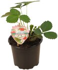 Aktuelle Bekleidung Angebote bei REWE in Mülheim (Ruhr) Aktuelles Erdbeerpflanze »Fridulin« Angebot bei REWE in Mülheim (Ruhr) ab 1,69 €