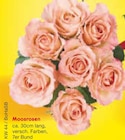 Moosrosen im Angebot bei Netto Marken-Discount in Goslar Moosrosen Angebote bei Netto Marken-Discount Goslar für 1,00 €