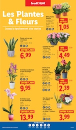 Prix et réduction Cache-Pot dans le prospectus Lidl en cours Offre Cache-Pot dans le catalogue Lidl du moment à la page 29