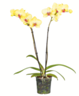 Aktuelles Schmetterlingsorchidee Angebot bei toom Baumarkt in Bielefeld ab 8,99 €