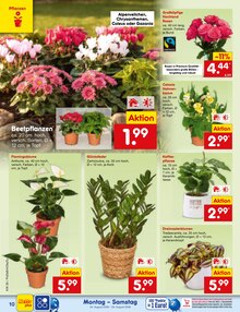 Pflanzen im aktuellen Netto Marken-Discount Prospekt (Freiburg (Breisgau)) Pflanzen im Netto Marken-Discount Prospekt "Aktuelle Angebote" mit 68 Seiten (Freiburg (Breisgau))