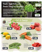 Ähnliche Angebote wie Tomatenpflanze im Prospekt "Dein Markt" auf Seite 3 von REWE in Köln