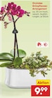 Aktuelle Pflanzen Angebote bei Netto Marken-Discount in Krefeld Aktuelles Orchidee Grünpflanzen Arrangement Angebot bei Netto Marken-Discount in Krefeld ab 9,99 €
