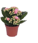 Kalanchoe im EDEKA Prospekt Kalanchoe von im aktuellen EDEKA Prospekt für 1,00 €