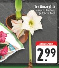 1er Amaryllis bei EDEKA im Melle Prospekt für 2,99 €