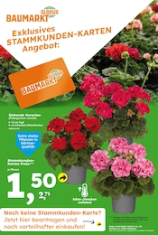 Balkonpflanzen im Globus-Baumarkt Prospekt in Dessau-Roßlau Aktueller Globus-Baumarkt Prospekt mit Balkonpflanzen, "Immer eine Idee besser", Seite 17