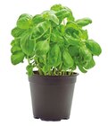 Bio Basilikum Angebote bei REWE Kerpen für 1,59 €