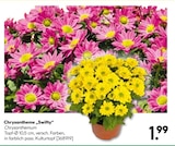 BayWa Bau- und Gartenmärkte - Chrysantheme 'Swifty' Angebot im Prospekt Chrysantheme 'Swifty' bei BayWa Bau- und Gartenmärkte im Prospekt "" für 1,99 €