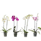 Orchidée 2 tiges en promo chez Carrefour Créteil à 7,99 €