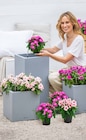 Aktuelles CATHARANTHE Angebot bei Dehner Garten-Center in Münster ab 2,99 €