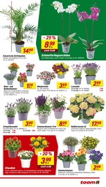 Palme im toom Baumarkt Prospekt in Kaarst Aktueller toom Baumarkt Prospekt mit Palme, "Respekt, wer's selber macht.", Seite 3