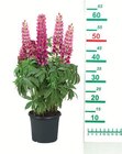 Beetstauden für 4,49 € bei Lidl im Angebot Beetstauden im aktuellen Lidl Prospekt