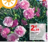 Promo Oeillet à 2,59 € dans le catalogue Super U à Vannes