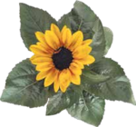 Sonnenblume von  im aktuellen V-Markt Prospekt für 1,99 €