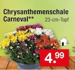 Chrysanthemenschale Carnaval im aktuellen Zimmermann Prospekt
