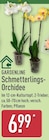 Aktuelles Schmetterlings-Orchidee Angebot bei ALDI Nord in Dresden ab 6,99 €