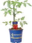 Veredelte Tomatenpflanze Angebote von Kiepenkerl bei Globus-Baumarkt Hamm für 4,99 €