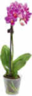 Mini Orchideen Angebote bei Netto Marken-Discount Stuttgart für 3,99 €