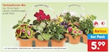 Herbstpflanzen Mix im Angebot bei Netto Marken-Discount in Kaiserslautern Herbstpflanzen Mix Angebote bei Netto Marken-Discount Kaiserslautern für 5,99 €