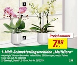 Aktuelles Midi-Schmetterlingsorchidee Multiflora Angebot bei toom Baumarkt in Essen ab 3,19 €