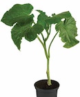 Dehner Garten-Center Hopfgarten - SCHLANGENGURKE Angebot im Prospekt SCHLANGENGURKE bei Dehner Garten-Center im Hopfgarten Prospekt für 2,79 €