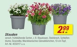 Stauden im Angebot bei toom Baumarkt in Emden Stauden Angebote bei toom Baumarkt Emden für 2,99 €