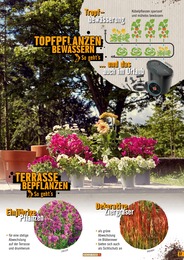 Topfpflanzen im Hornbach Prospekt "TERRASSE 2024" auf Seite 37