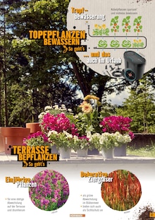 Topfpflanze im Hornbach Prospekt "TERRASSE 2024" mit 54 Seiten (Wuppertal)