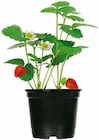 Aktuelle Zimmerpflanzen Angebote bei BayWa Bau- und Gartenmärkte in Nürnberg Aktuelles Gartenerdbeere Angebot bei BayWa Bau- und Gartenmärkte in Nürnberg ab 1,49 €