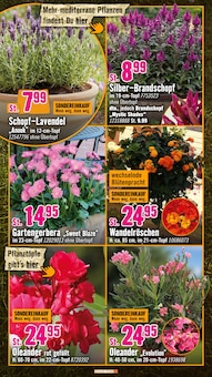 Blumen im Hornbach Prospekt "Den besten Preis kann nur anbieten, wer ihn wirklich hat." mit 32 Seiten (Osnabrück)