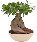 Ginseng-Bonsai bei Penny im Freilassing Prospekt für 9,99 €