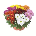 Chrysanthemen mehrfarbig im Angebot bei Lidl in Borken Chrysanthemen mehrfarbig Angebote bei Lidl Borken für 3,99 €